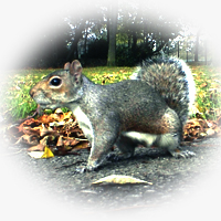 squirrel
